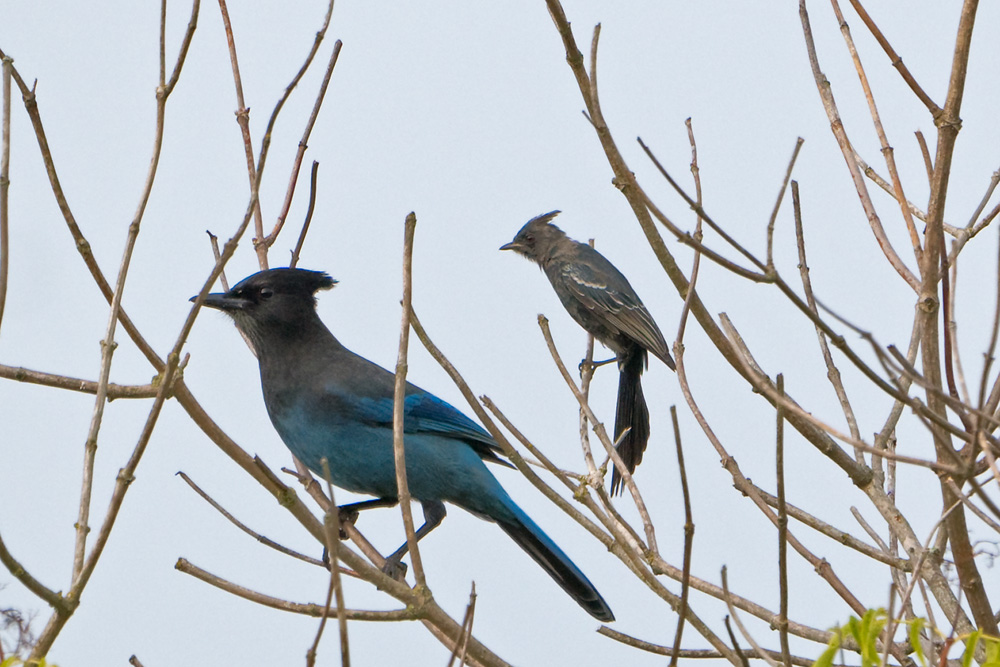 Phainopepla